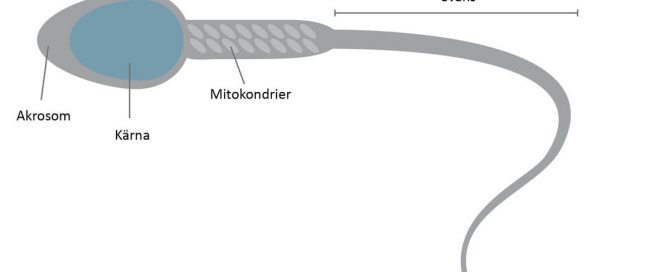 Spermier Fertilitetsråd.se