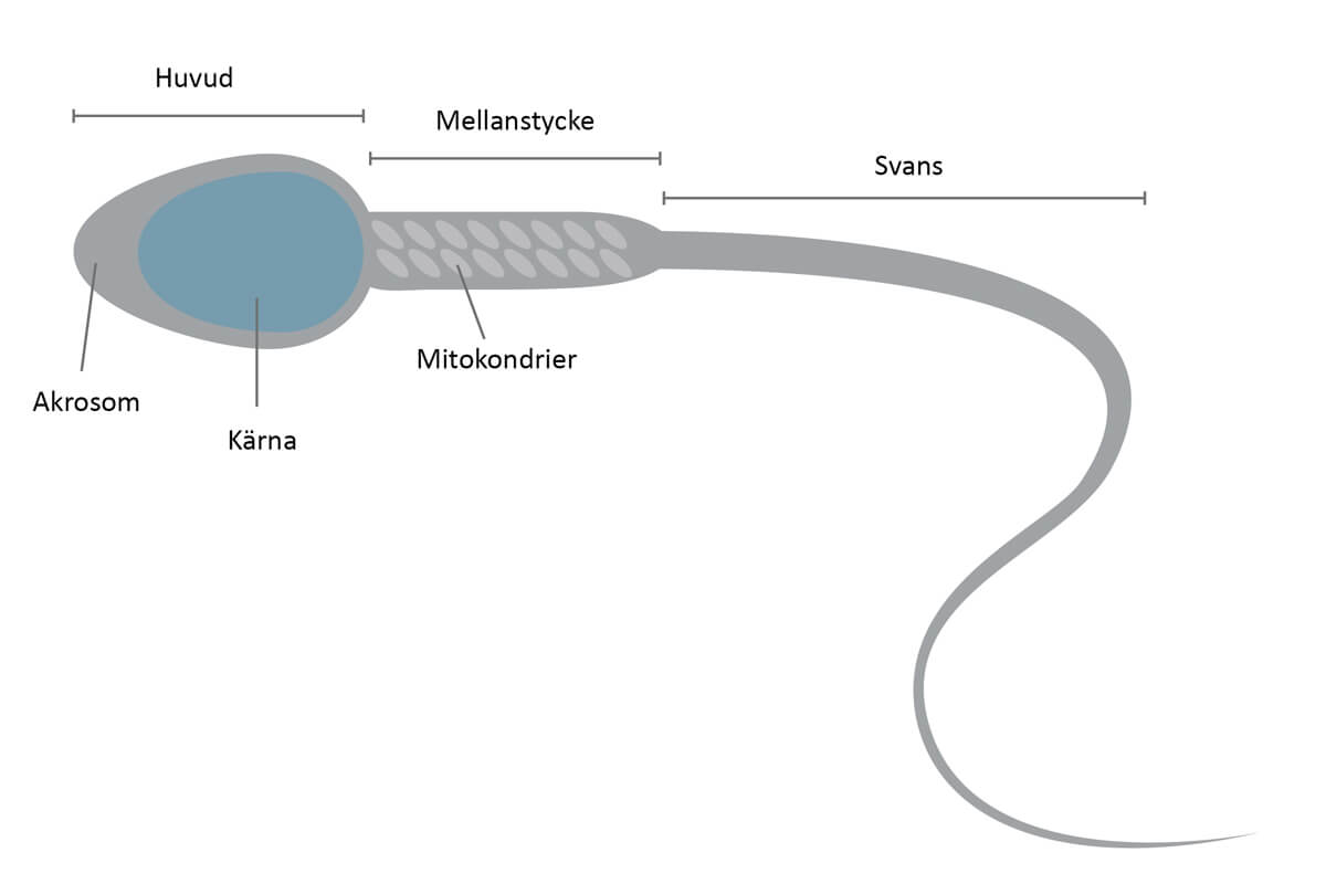 Spermier Fertilitetsråd.se