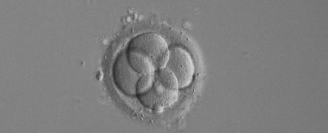 vad är infertilitet