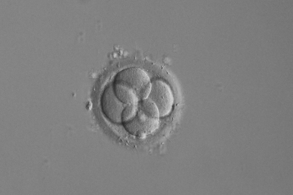 vad är infertilitet