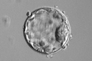 Chans att lyckas med blastocyst