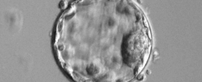 Chans att lyckas med blastocyst